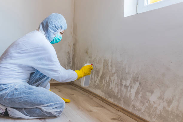 Licensed Basement Mold Remediation service in Chalfont, PA - Car Mold Remediation