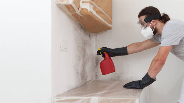 Professional Basement Mold Remediation technician working in Chalfont, PA