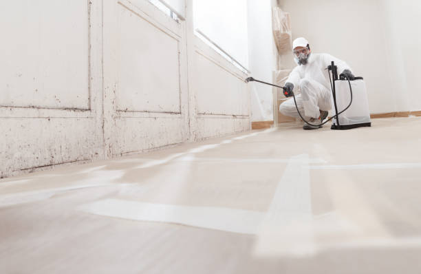 24/7 Emergency Basement Mold Remediation experts in Chalfont, PA