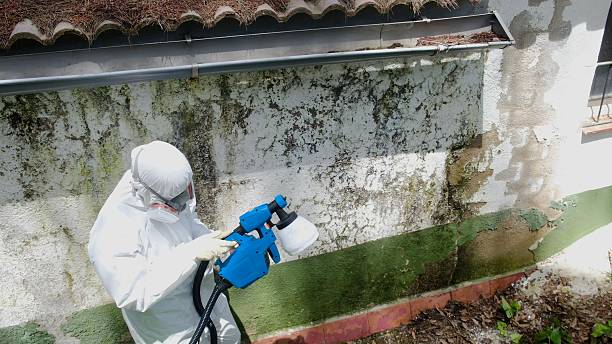 Top rated local Basement Mold Remediation specialists in Chalfont, PA